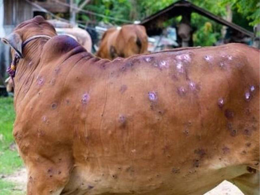 जुम्लामा पनि देखियो लम्पी स्किन रोग